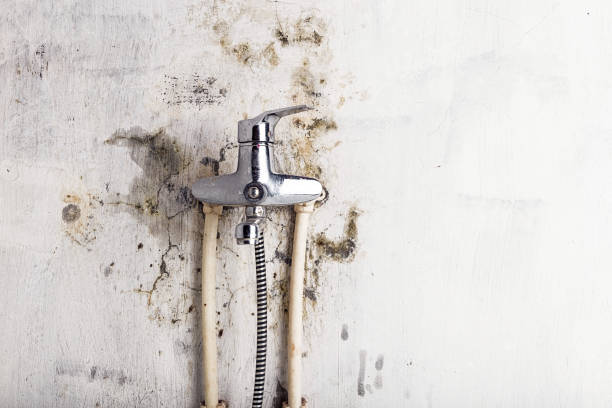 Best Commercial Mold Removal  in Newberry, MI