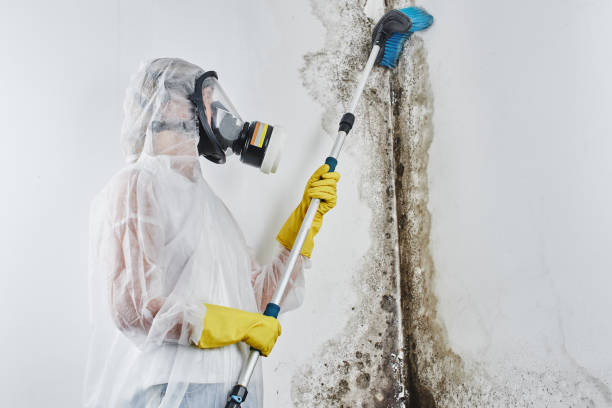 Best Attic Mold Removal  in Newberry, MI