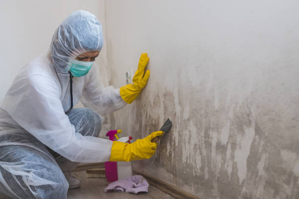 Best Mold Cleaning Services  in Newberry, MI