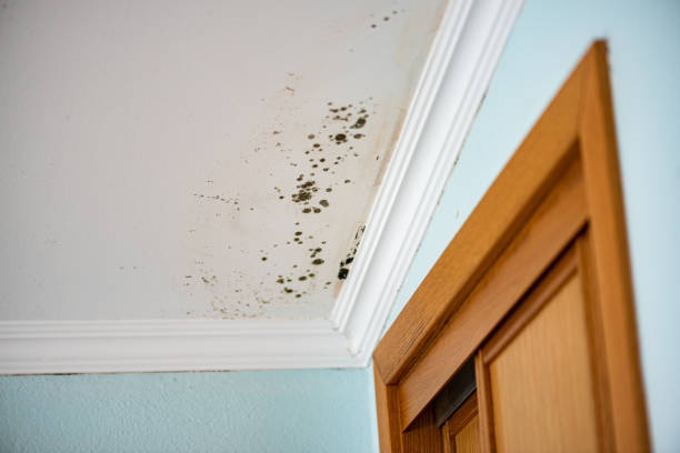 Best Emergency Mold Removal  in Newberry, MI