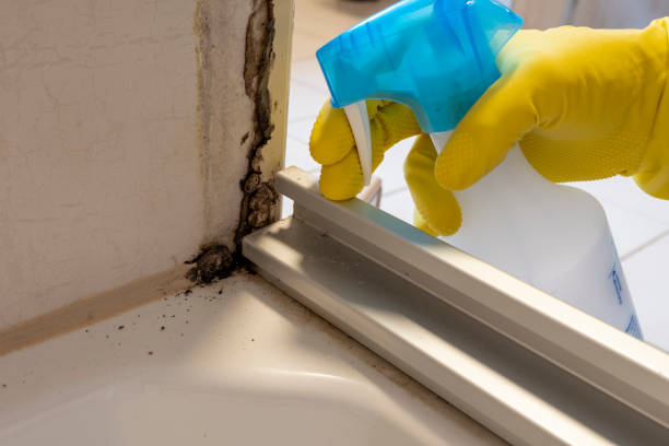 Best Toxic Mold Removal  in Newberry, MI