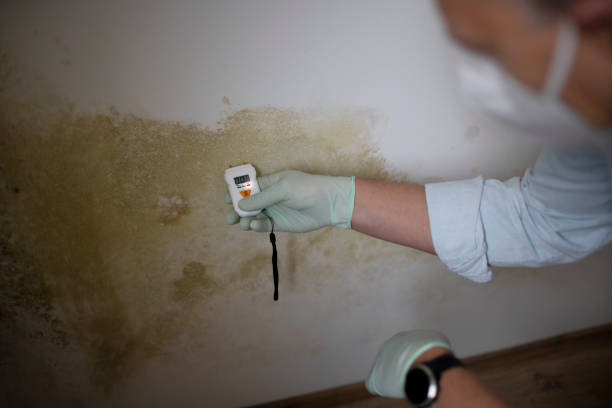 Best Mold Remediation  in Newberry, MI