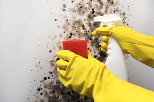 Trusted Newberry, MI Mold Removal Experts