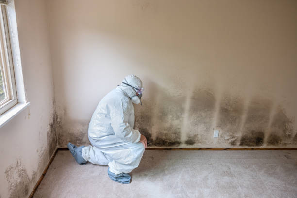 Best Mold Damage Repair  in Newberry, MI