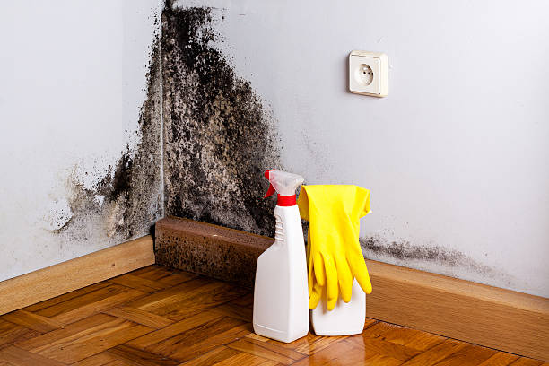 Best Residential Mold Removal  in Newberry, MI