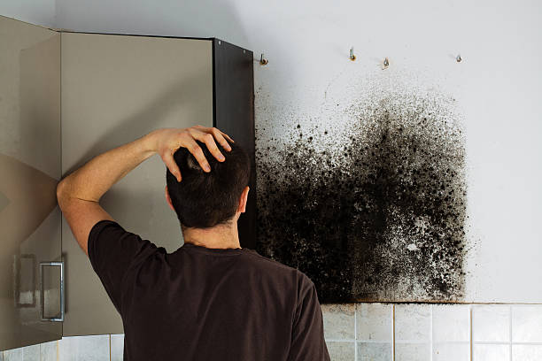 Best Certified Mold Removal  in Newberry, MI